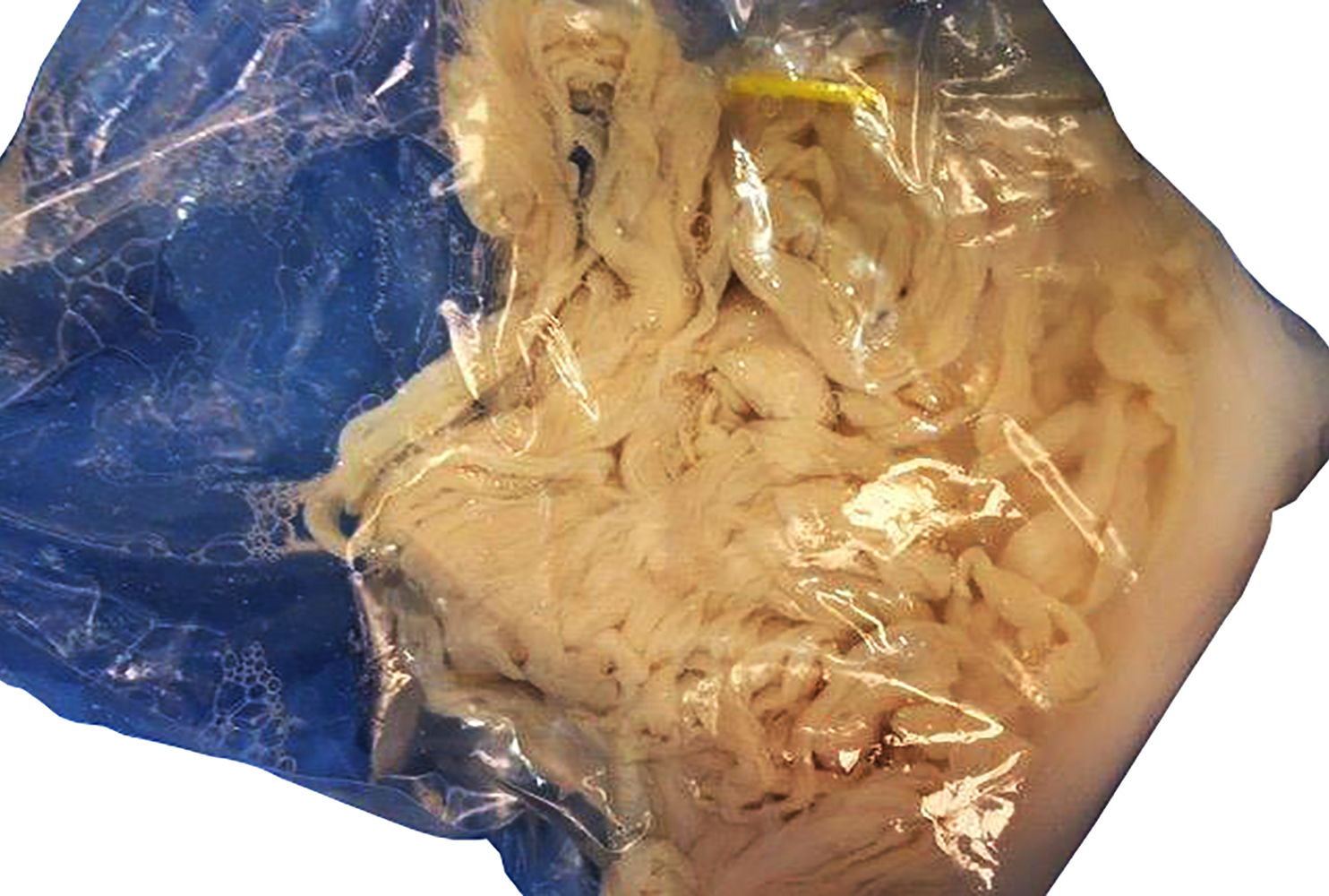 Dalesman Direct SHEEP SAUSAGE CASING SCRT26/28MM RED